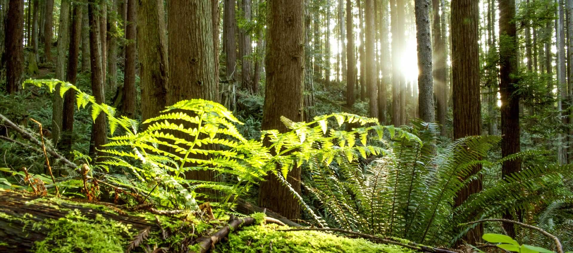 redwood forest and ferns