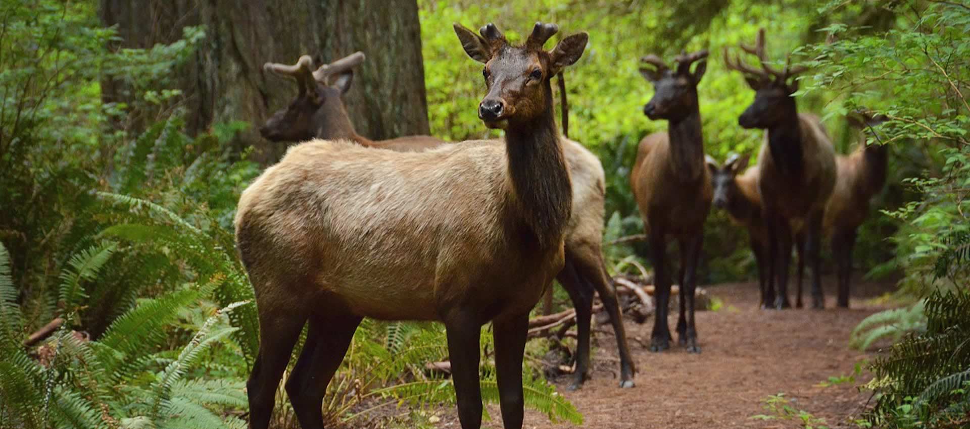 A group of deer in the redwoods