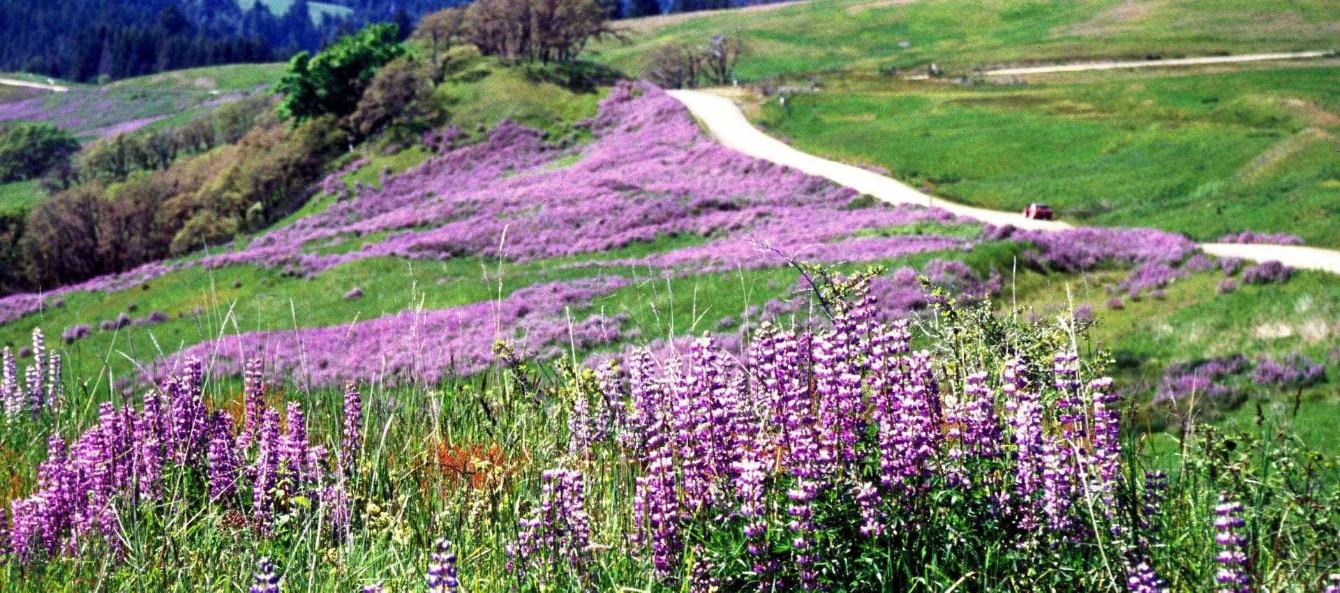 A field of purple wildflowers