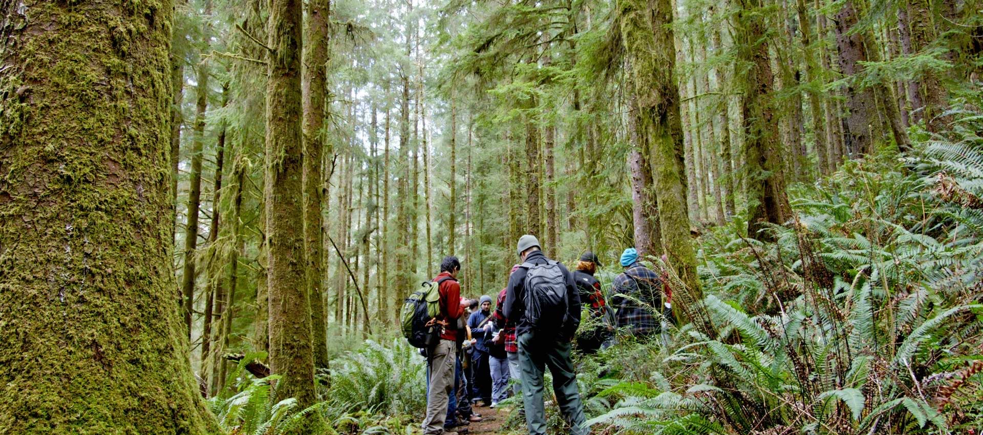 A group of people hiking in the redwoods