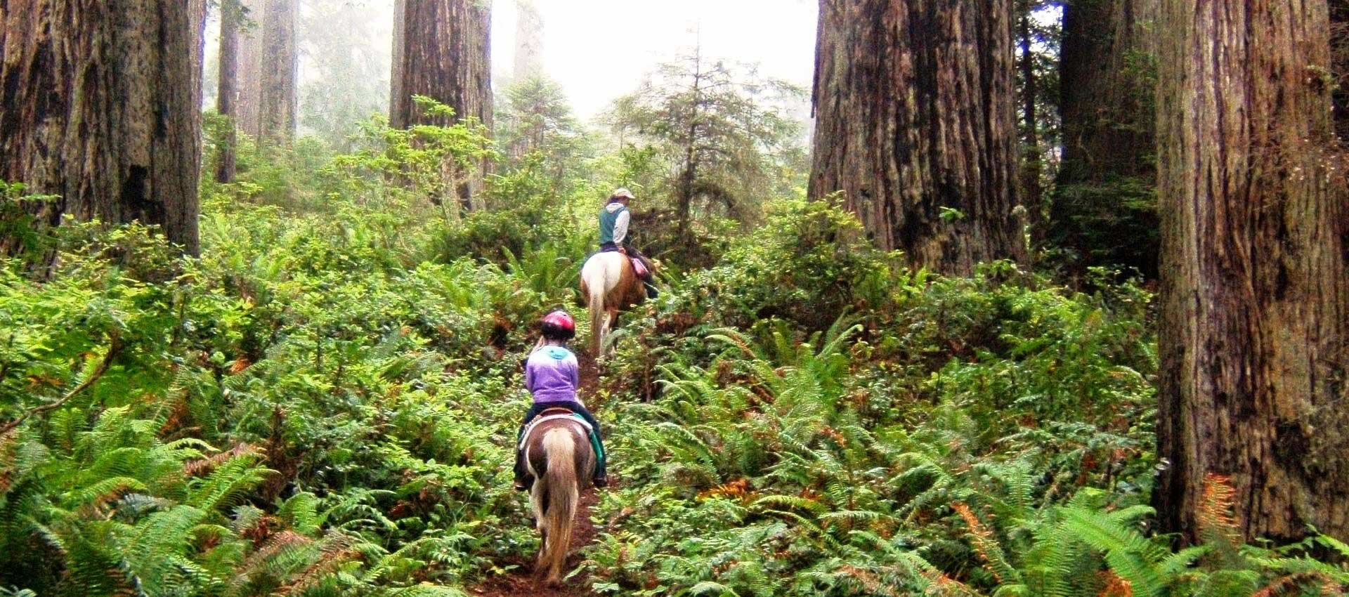 Horseback riding in the Redwoods
