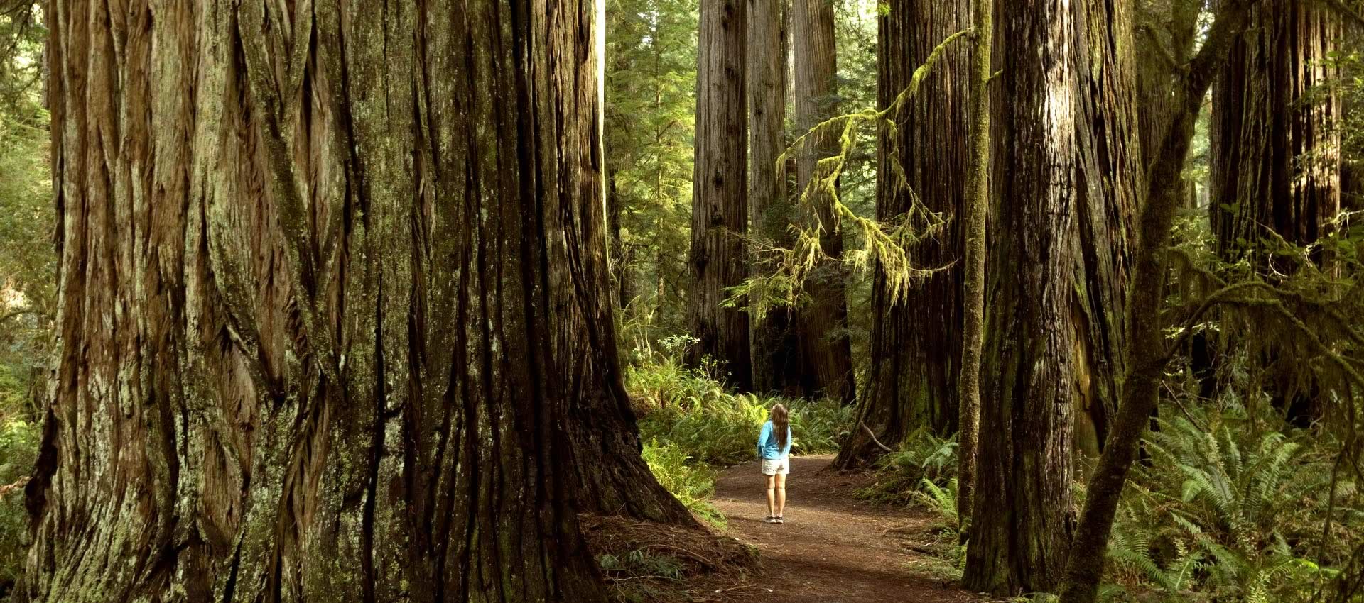 redwood-large-trees