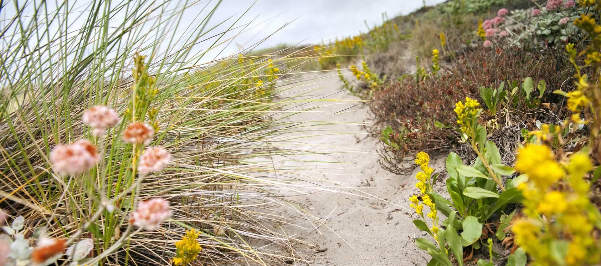 Redwoods coastal flora along path