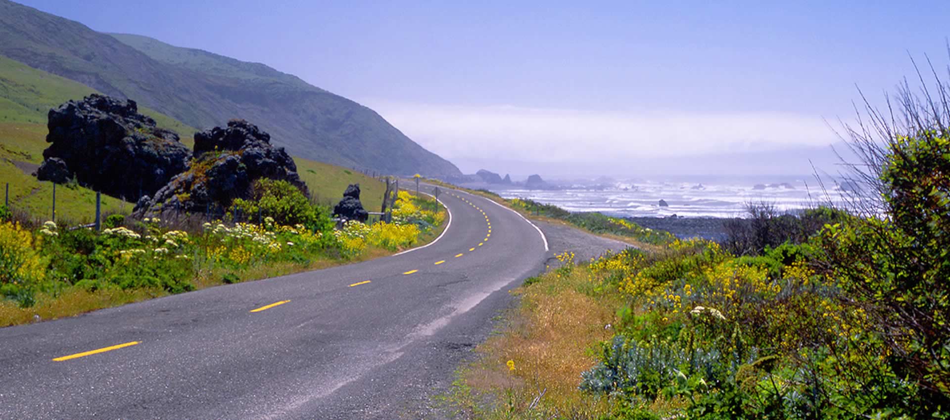 Redwoods coast ocean view with wildflowers