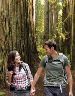 A couple loving their walk through the giant Redwoods